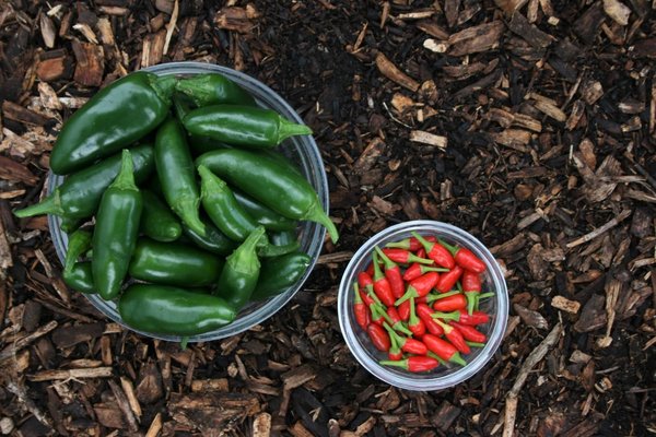 Comment organiser des vacances dans une ferme de permaculture ?