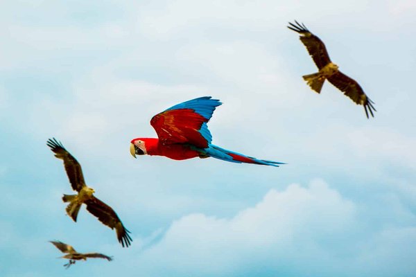 Quelles sont les destinations pour des vacances axées sur la protection des espèces d'oiseaux en danger critique ?