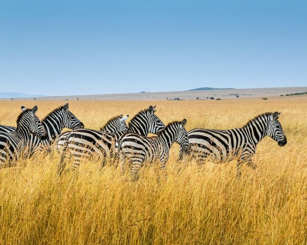 Où vivre une expérience de safari en ballon au-dessus de la savane africaine ?