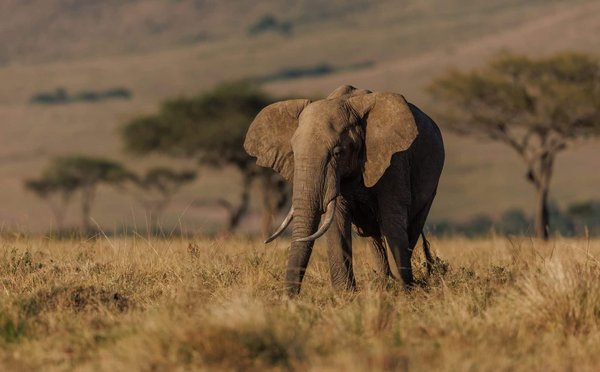 Quels conseils pour un safari dans la savane africaine sans se ruiner ?