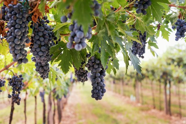 Quelles sont les meilleures régions viticoles à visiter en Californie pour un amateur de Pinot Noir ?