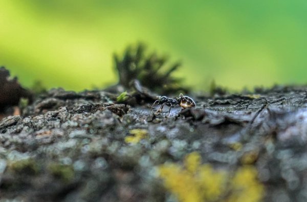 Quelles sont les techniques de camouflage de tente pour un camping furtif en milieu sauvage?